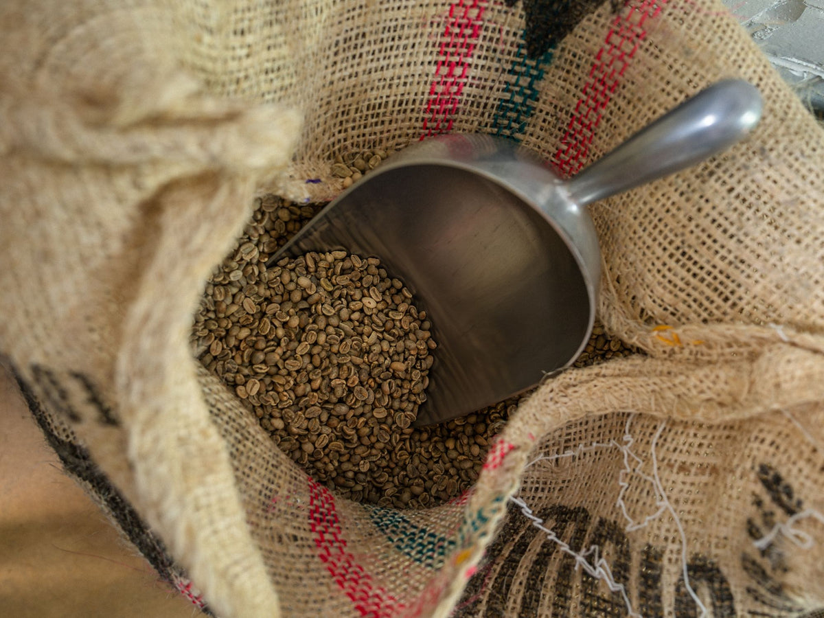 A metal scoop in an open hessian sack of green coffee beans